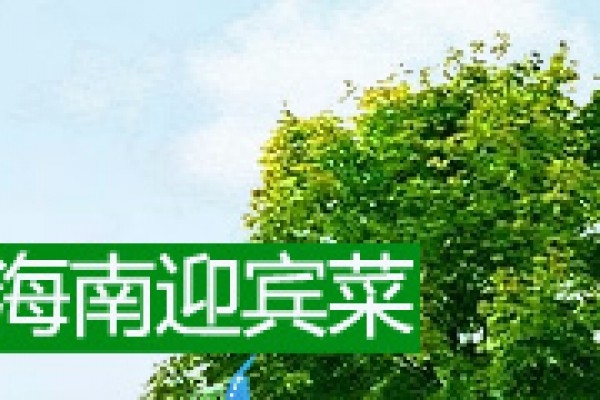 海南迎賓菜
